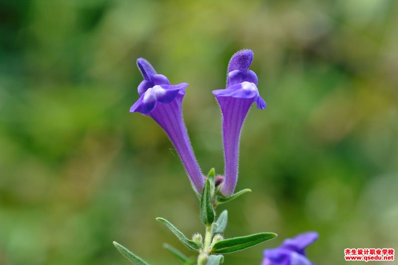 黃芩的花期、形態特征、生長習性和園林用途