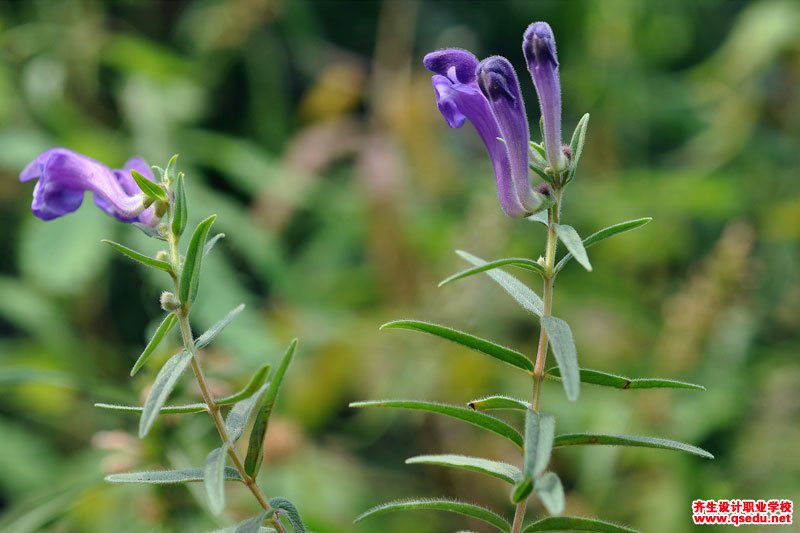 黃芩的花期、形態特征、生長習性和園林用途