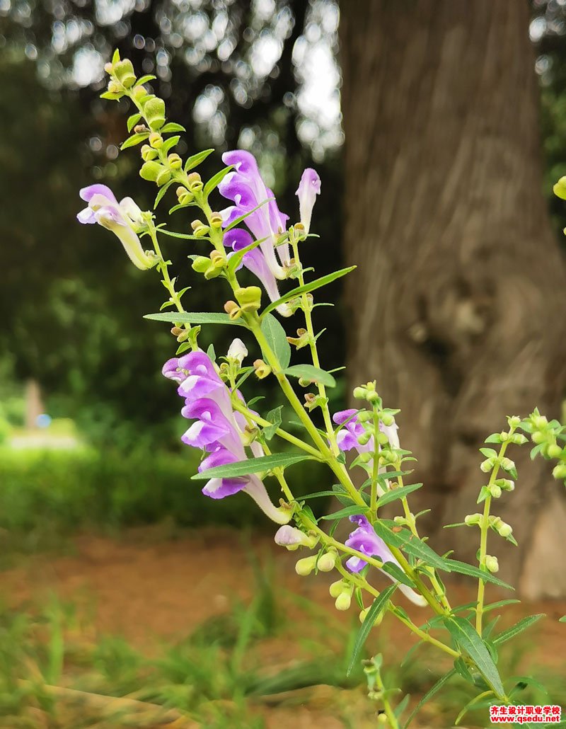 黃芩的花期、形態特征、生長習性和園林用途