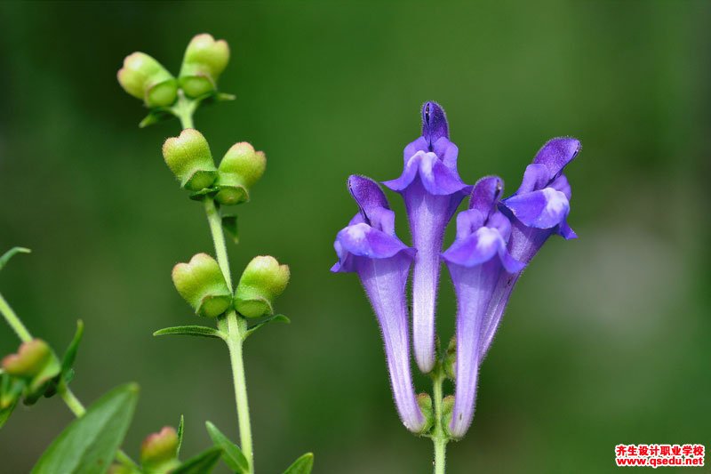 黃芩的花期、形態特征、生長習性和園林用途