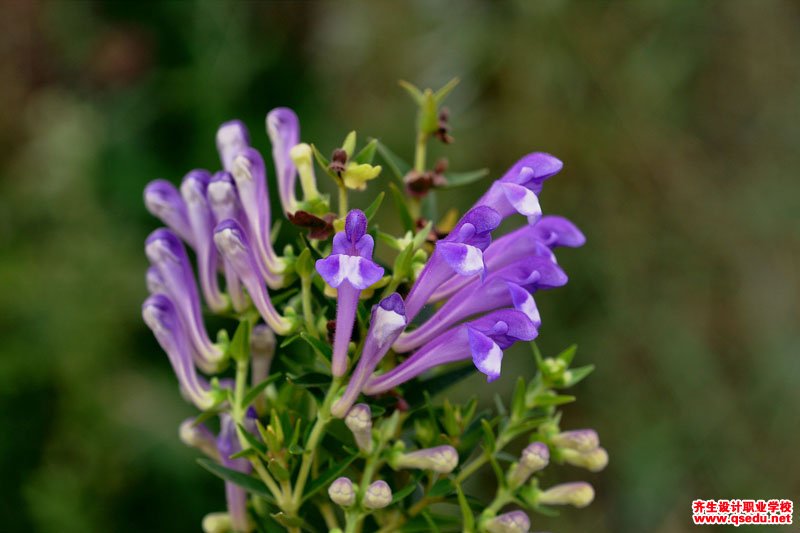 黃芩的花期、形態特征、生長習性和園林用途