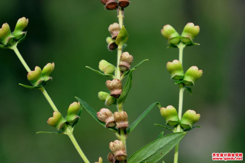 黃芩的花期、形態特征、生長習性和園林用途