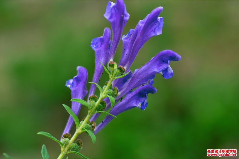 黃芩的花期、形態特征、生長習性和園林用途