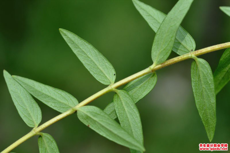 黃芩的花期、形態特征、生長習性和園林用途