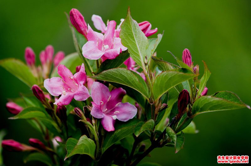 海仙花的花期、形態特征、生長習性和園林用途