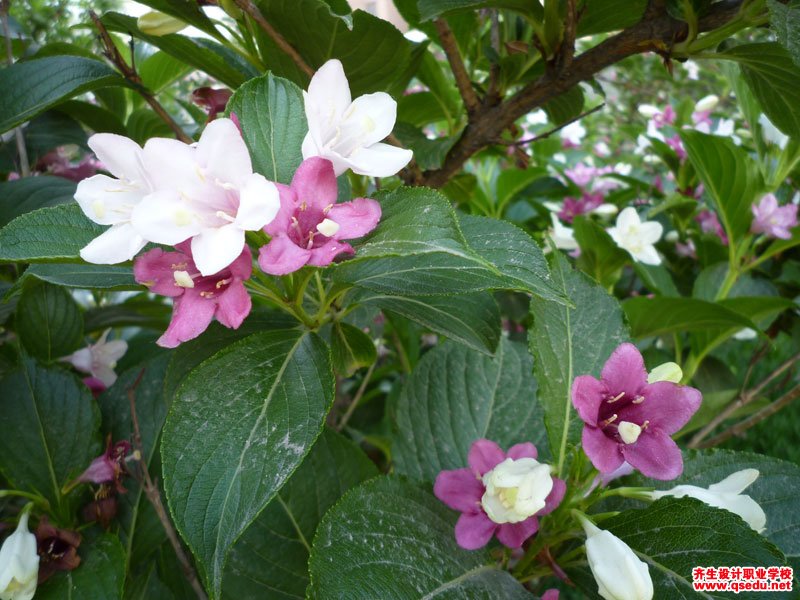 海仙花的花期、形態特征、生長習性和園林用途