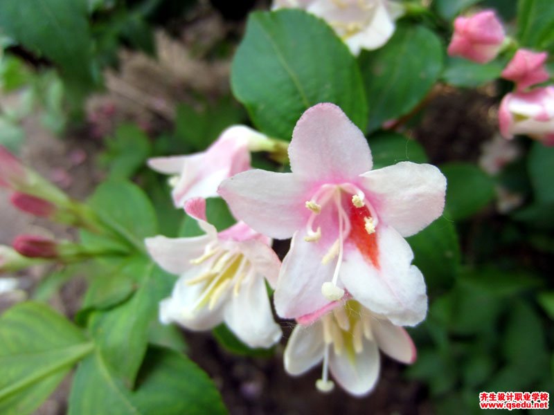 海仙花的花期、形態特征、生長習性和園林用途