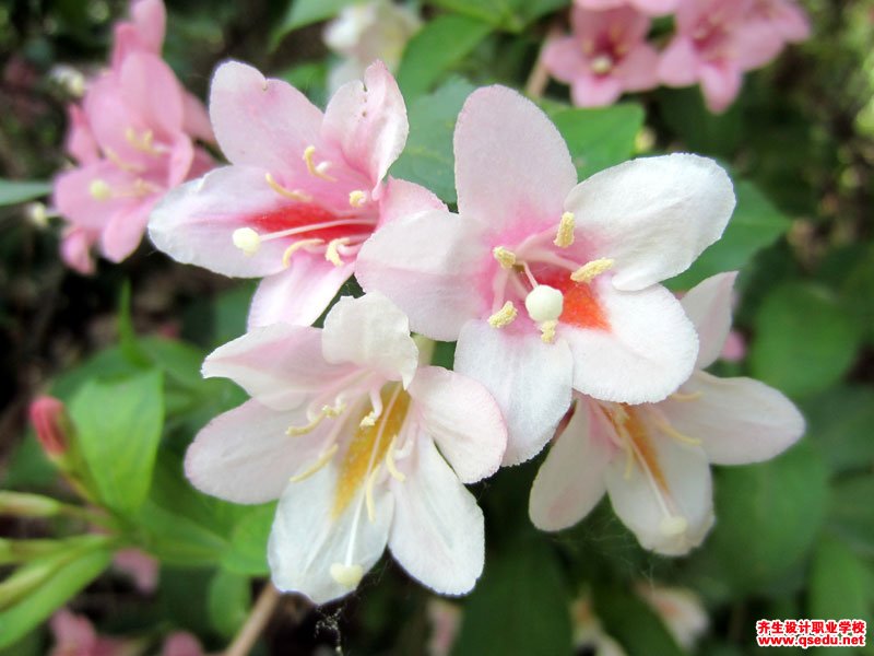 海仙花的花期、形態特征、生長習性和園林用途