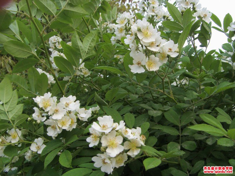 野薔薇的花期、形態特征、生長習性和園林用途